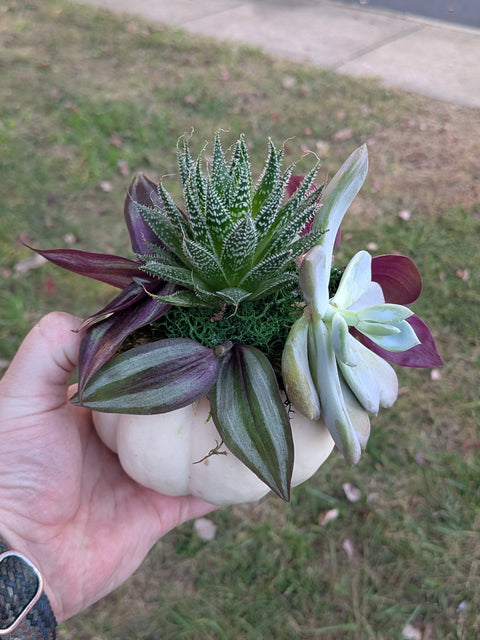 Pumpkin Succulent Planter Party Oct 25 6-8PM @ Frozen Yogi