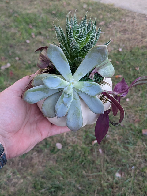 Pumpkin Succulent Planter Party Oct 25 6-8PM @ Frozen Yogi