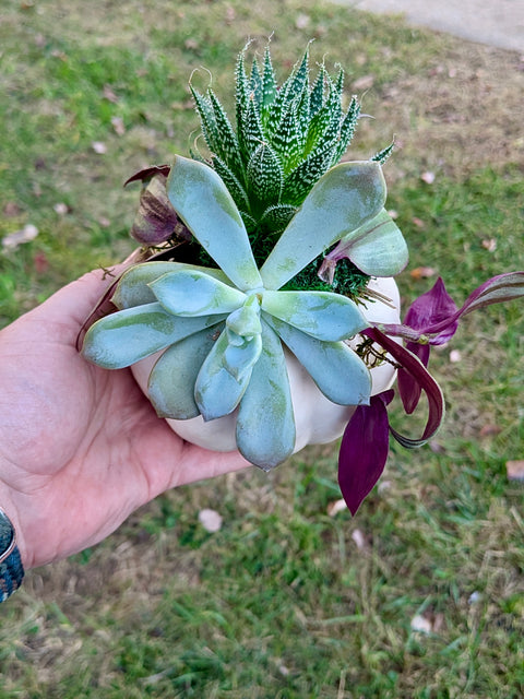 Sept 23rd Pumpkin Succulent Planter Party 6-8PM @ Frozen Yogi