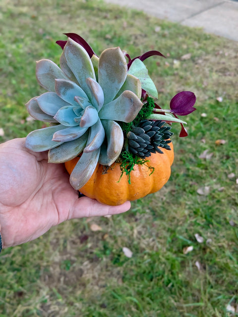 Sept 23rd Pumpkin Succulent Planter Party 6-8PM @ Frozen Yogi