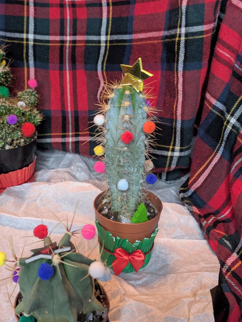 Merry Little Cactus, Cocoa & Cookie Party!
