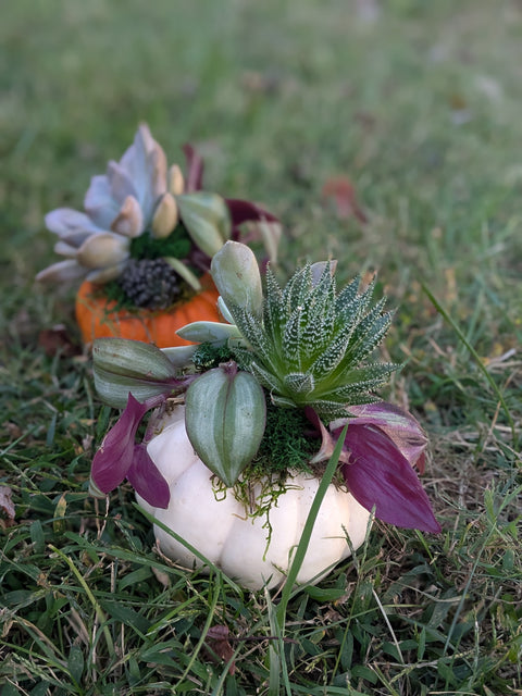 Pumpkin Succulent Planter Party Oct 25 6-8PM @ Frozen Yogi