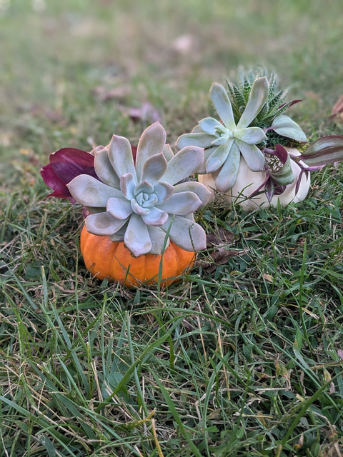 Pumpkin Succulent Planter Party Oct 25 6-8PM @ Frozen Yogi