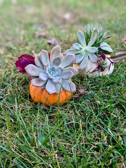 Sept 23rd Pumpkin Succulent Planter Party 6-8PM @ Frozen Yogi