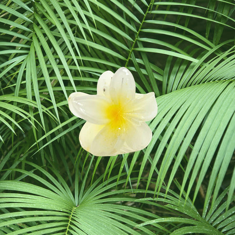 Tropical Plumeria Hair Clip